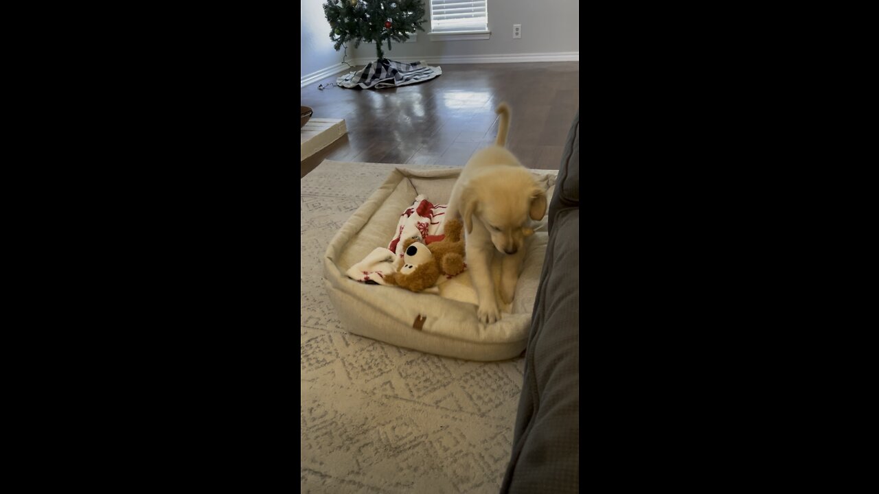 Cute puppy making his BED 🥺🥰