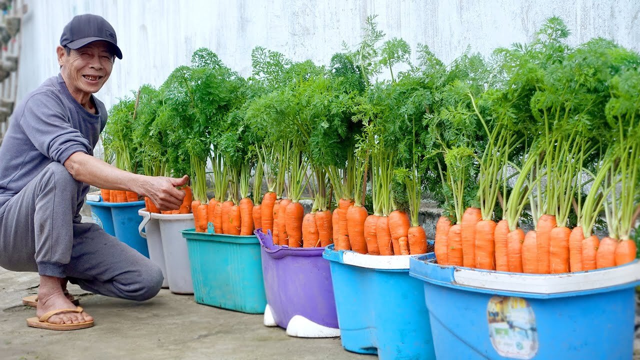 How To Grow Carrots At Home Very Simple, Every Season Has Clean Carrots To Eat