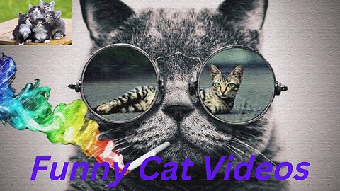 Funny cat videos