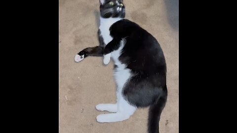 LiLi the Charlie Chaplin Tuxedo Kitty