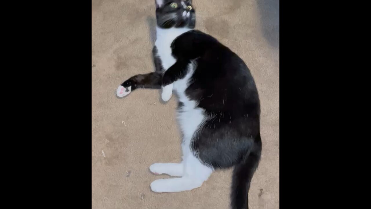 LiLi the Charlie Chaplin Tuxedo Kitty