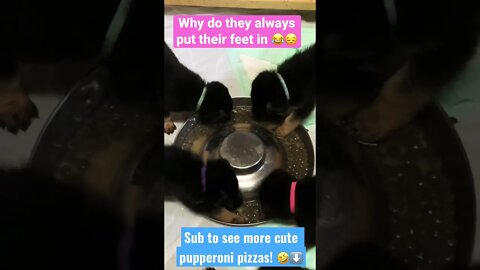 PUPS FALLING INTO THEIR FOOD 😂🐶😱 #shorts #germanshepherd #germanshepherdpuppy