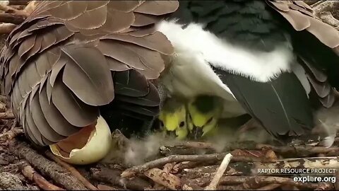 Decorah Mama Goose jumps and is followed by babies. One of the 5 did not survive. 4-20-22