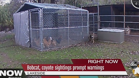 Bobcat, Coyote sightings prompt warnings