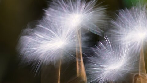 The beauty of dandelion seeds.