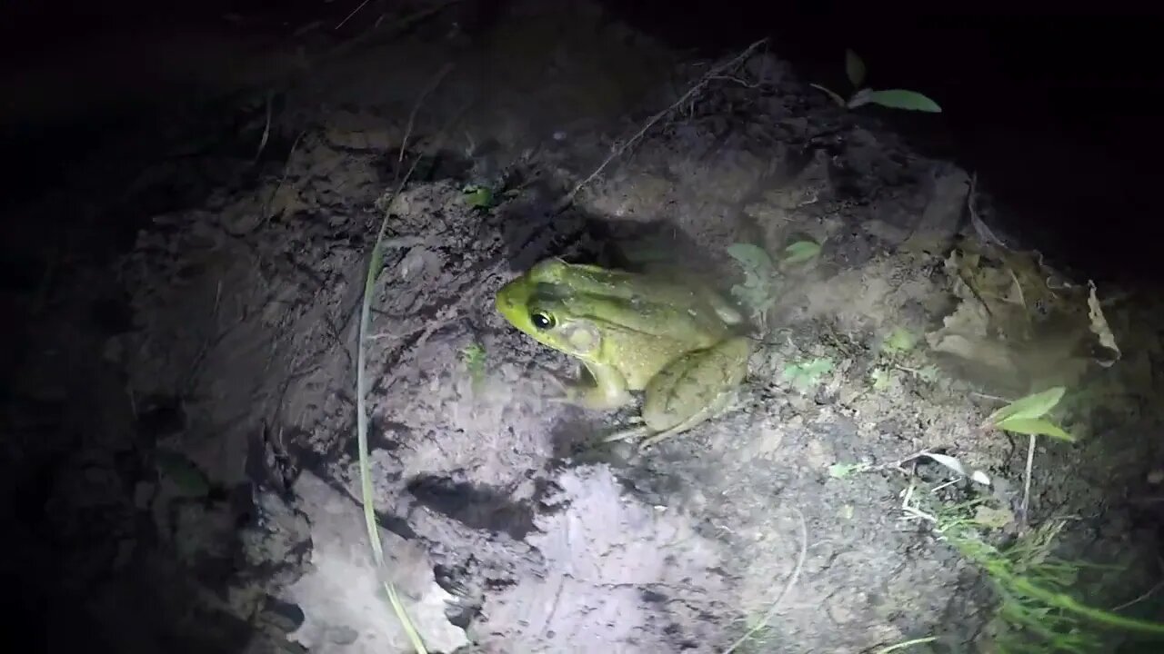 Kicking Fish & Harassing Animals / Night Fishing for Catfish & Bass / River Fishing at Night