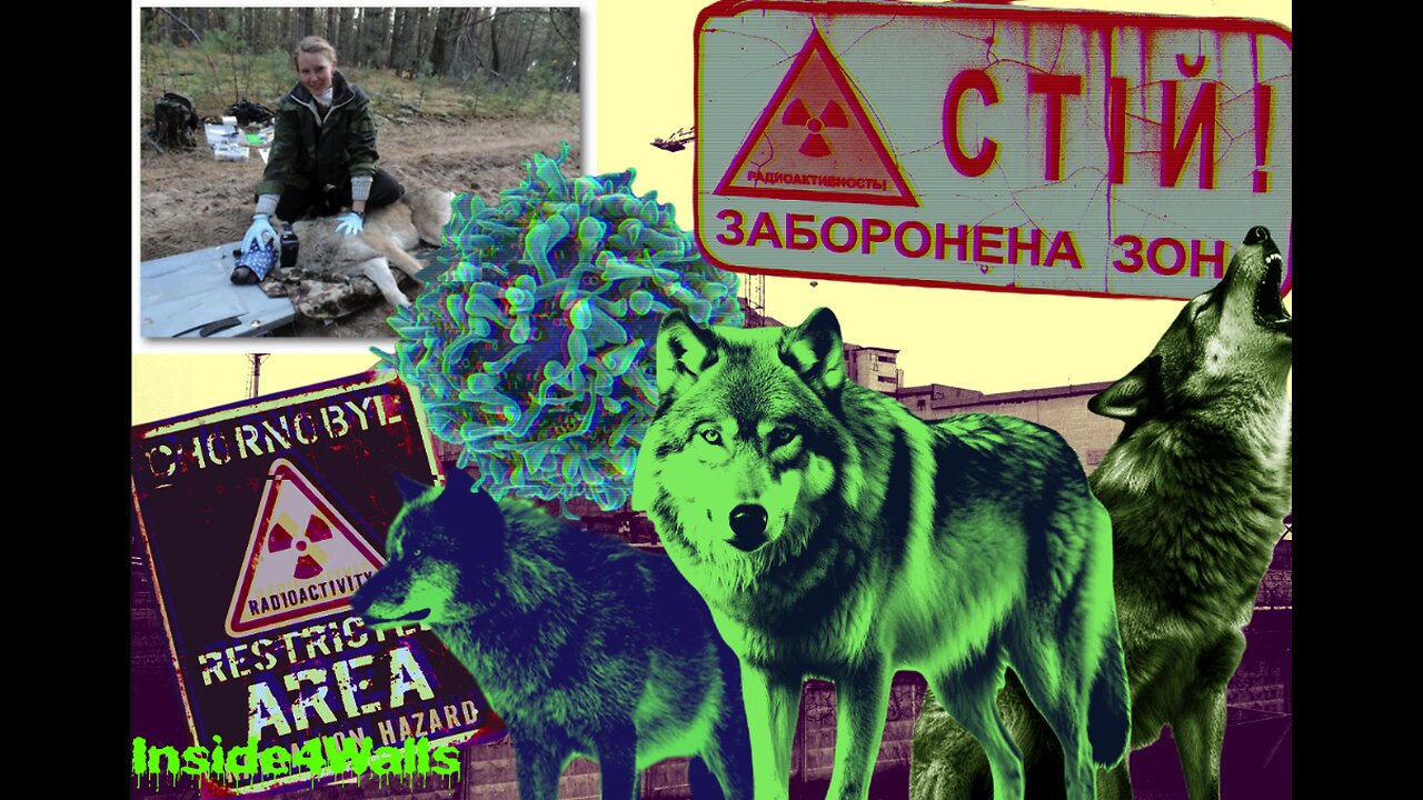 Wolves roaming Chernobyl Exclusion Zone have Mutated And developed cancer-resilient abilities