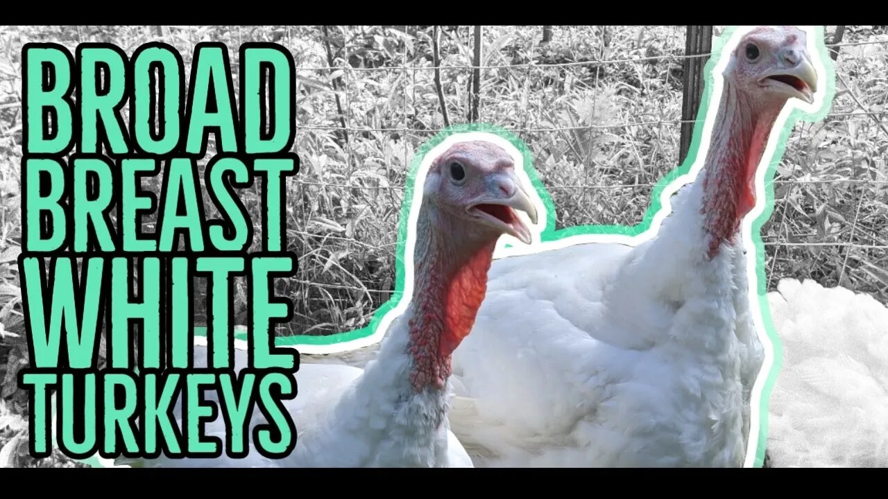 Raising Broad Breast White Turkeys for Meat ||3 More Weeks||