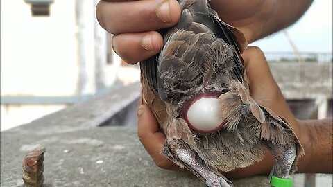 Pigeon Laying Egg