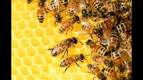 Harvesting Honey - Bee Master in Taiwan