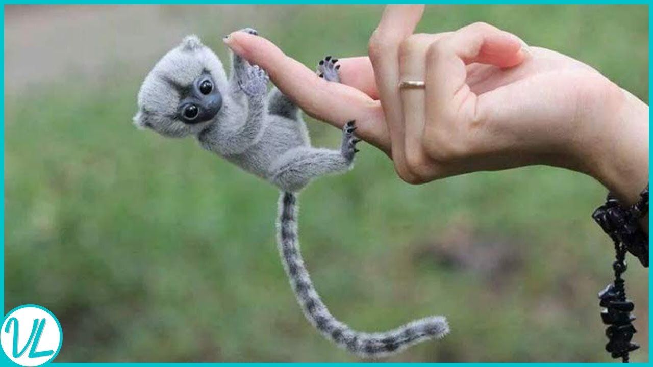 Finger Monkey! Most Adorable Animal In The World #cutemonkey#Rumble