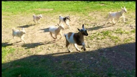 The Running of the Goats at Sunflower Farm