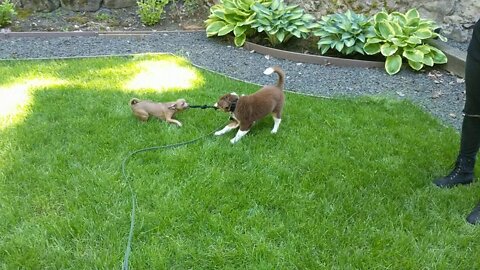 Tug of War with the other puppy