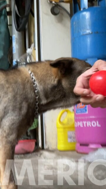 my dog ​​, today is more careful than ever to accept me as a friend