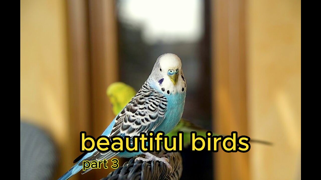 beautiful birds 4k