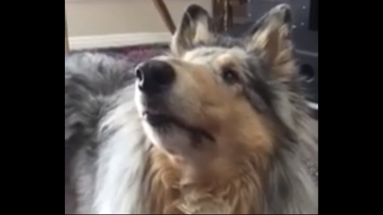 Happy Wants A Treat