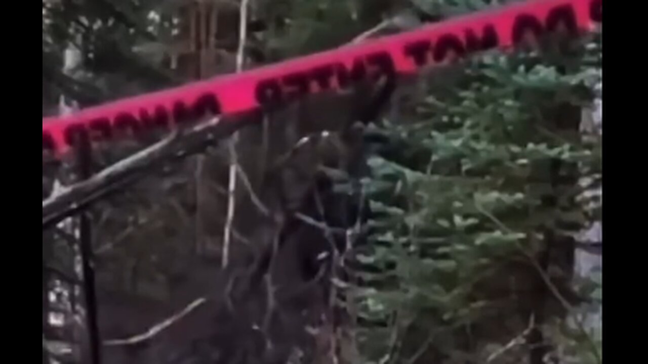 Big foot filmed at a crime scene?