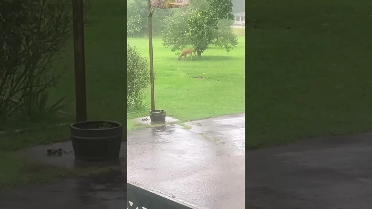 Whitetail doe eating during a thunderstorm #deer #whitetaildeer #wildlife #animal