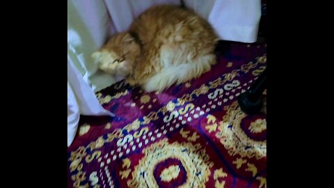 my cat is sleeping