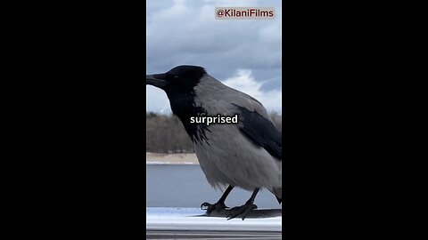Crows Are Smarter Than You Think!