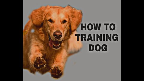 How To Training Dog..