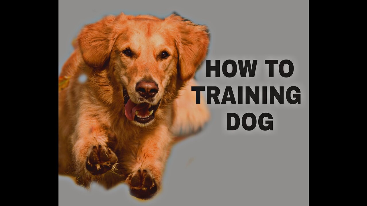 How To Training Dog..