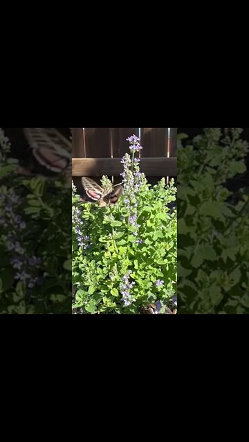 Moth and Catmint