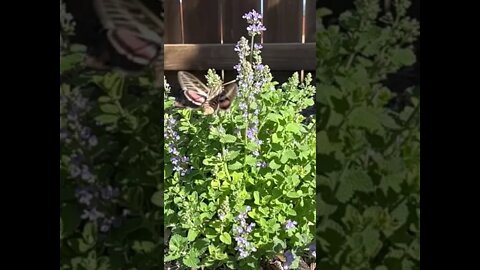 Moth and Catmint