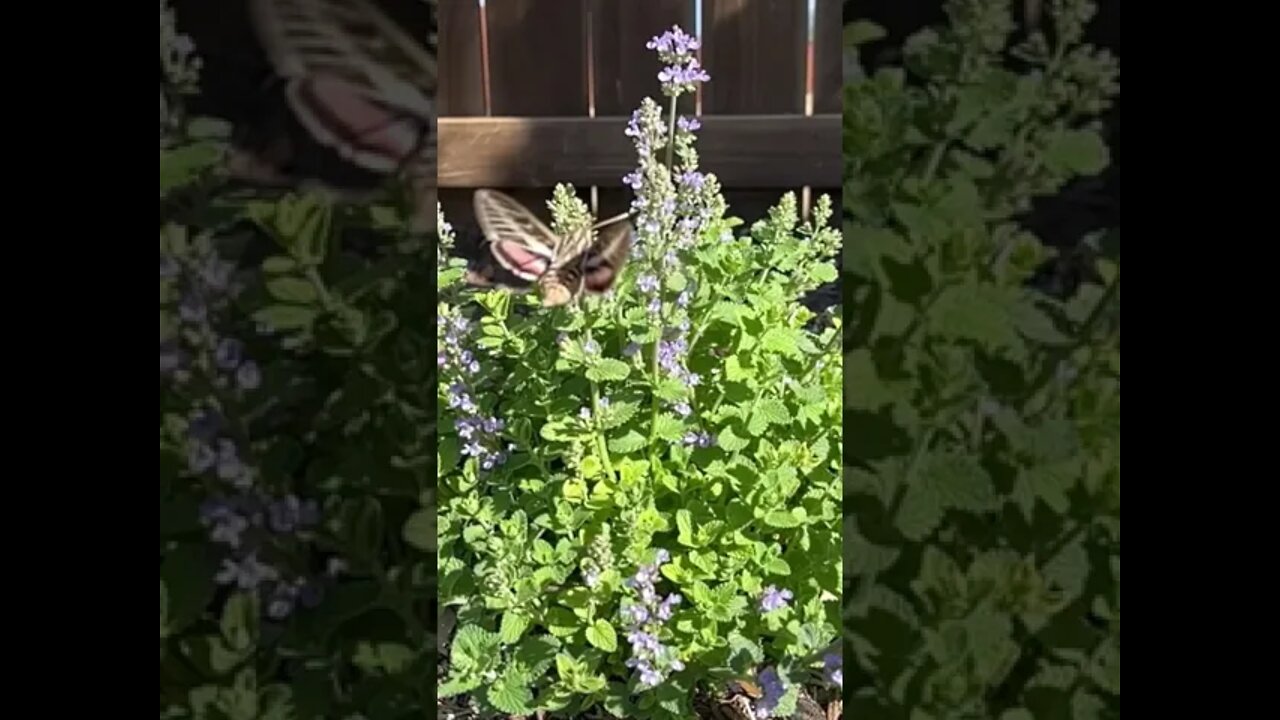 Moth and Catmint