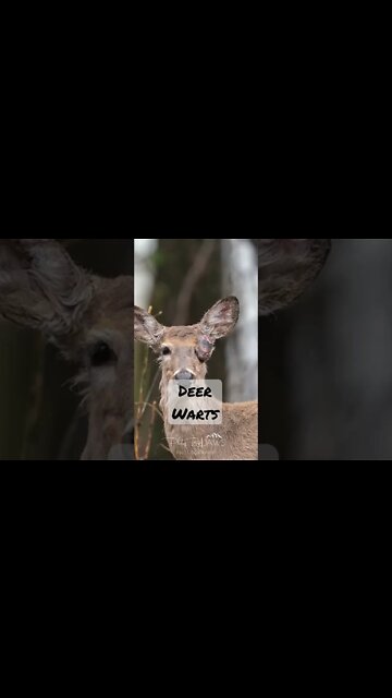 You had me at “Not transferable to humans” #shorts #shortsvideo #whitetaildeer #hunting #short