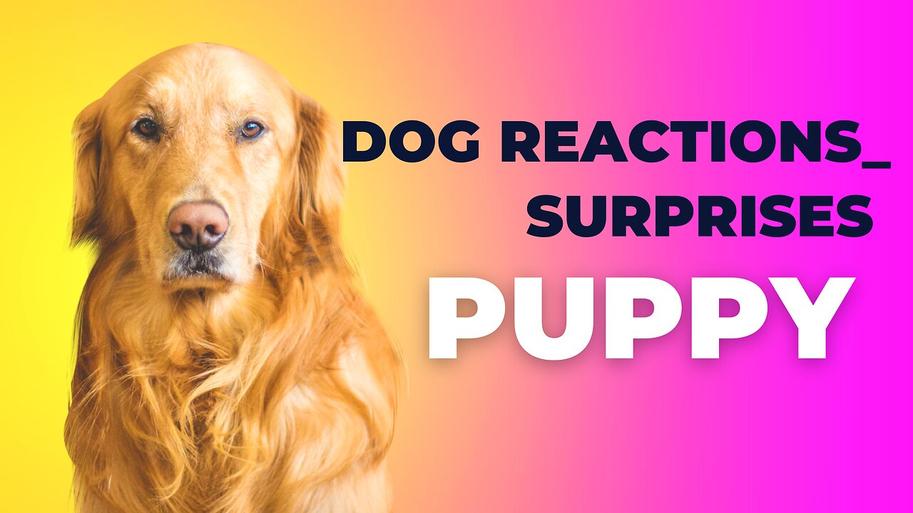 Dog Reactions_ Surprises !