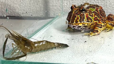Frog who found a big scampi