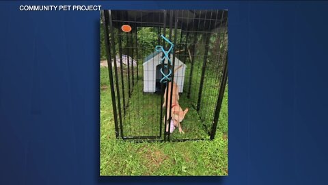 Tully's Tails: Hillsborough County's Community Pet Project