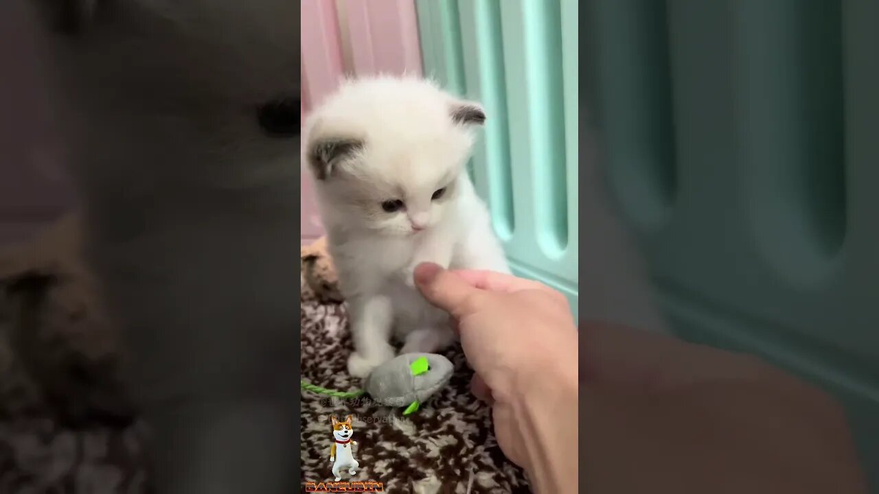Try to not laugh 🤣 Animal funny shots video #funny #viral #ytshorts