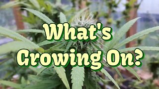 Trimming & Testing!