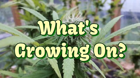 Trimming & Testing!