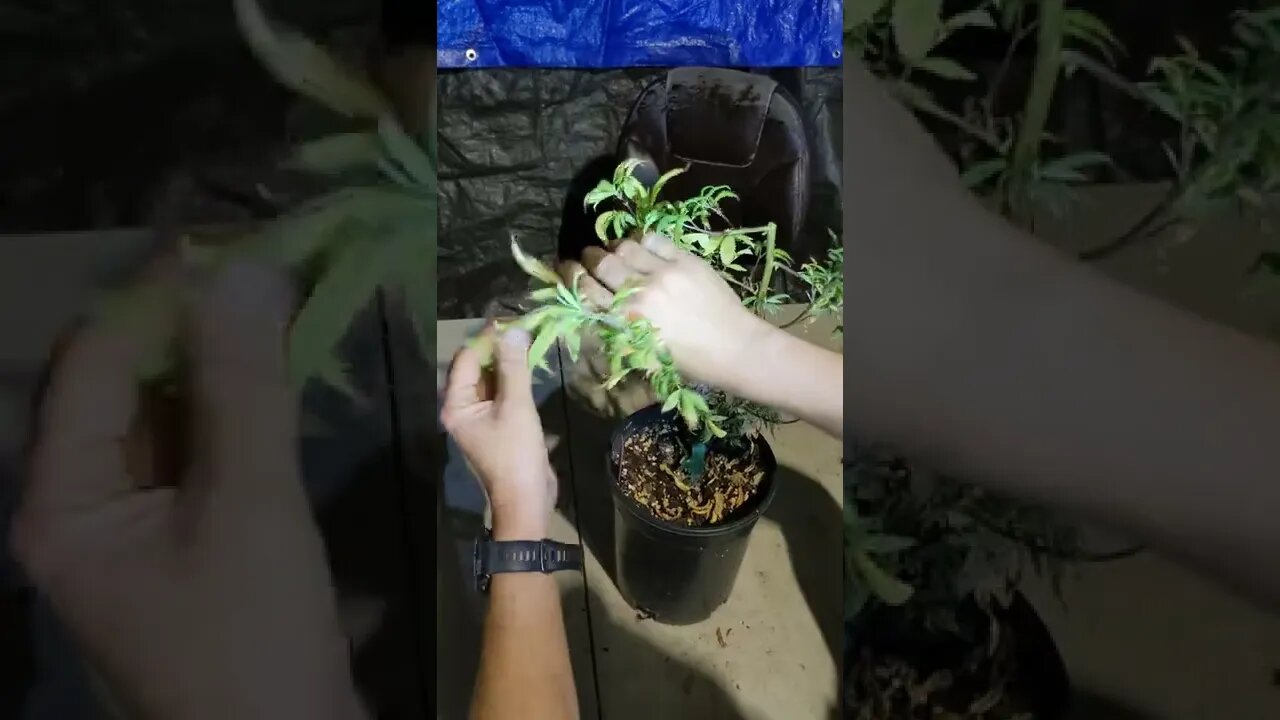 How to top a plant!