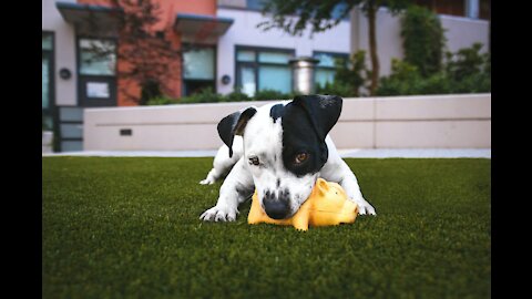Happy dog video || Video dog funny