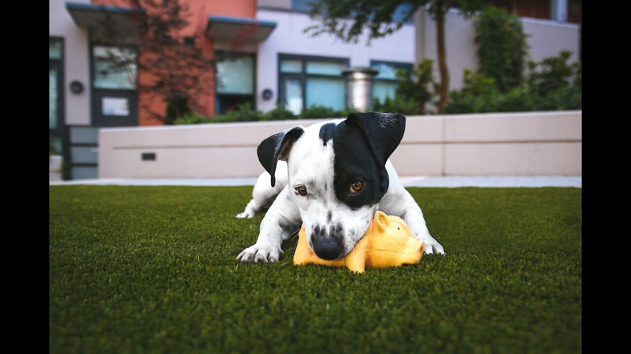 Happy dog video || Video dog funny