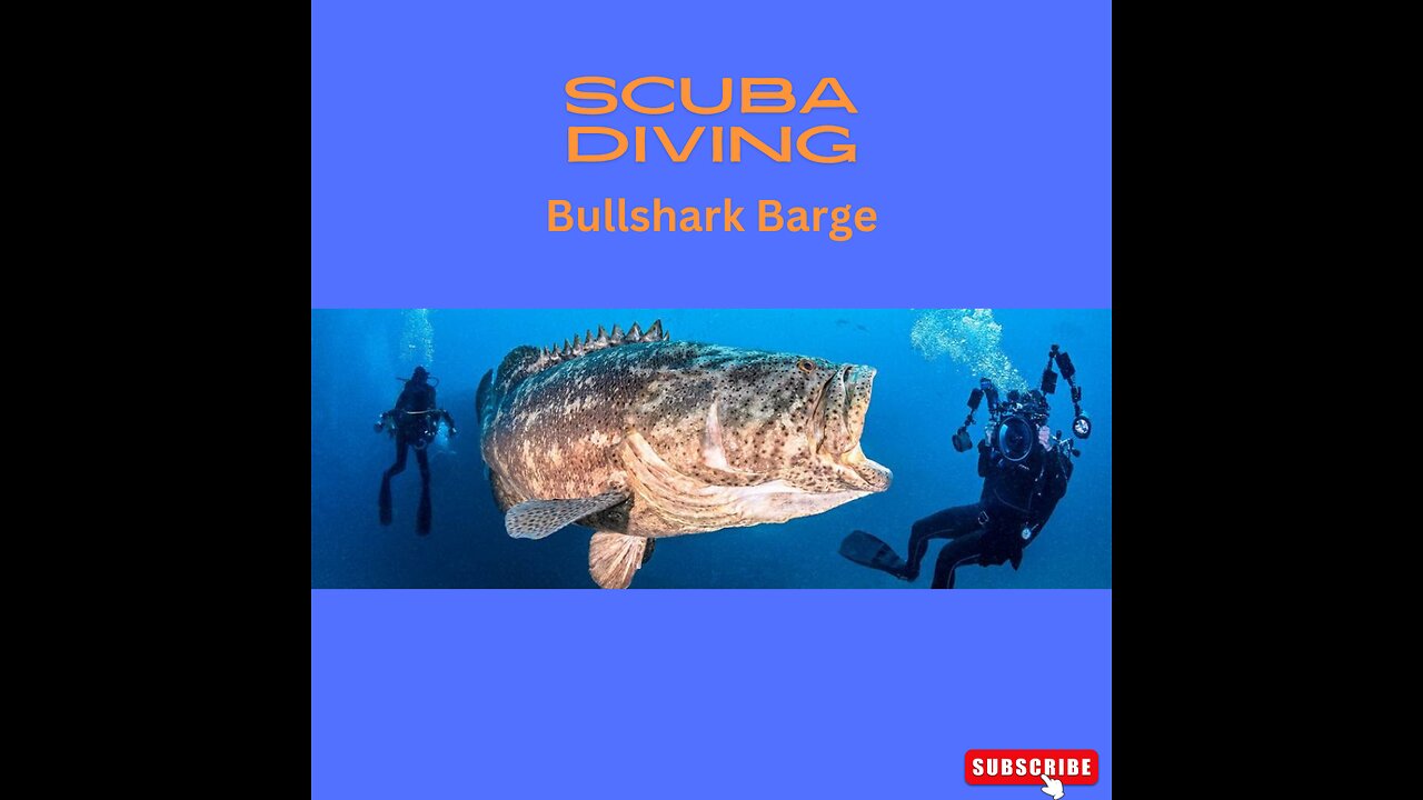 Scuba Diving Bull Shark Barge