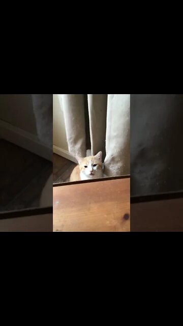 Whining Oliver Cat! (2022) #Shorts 😼