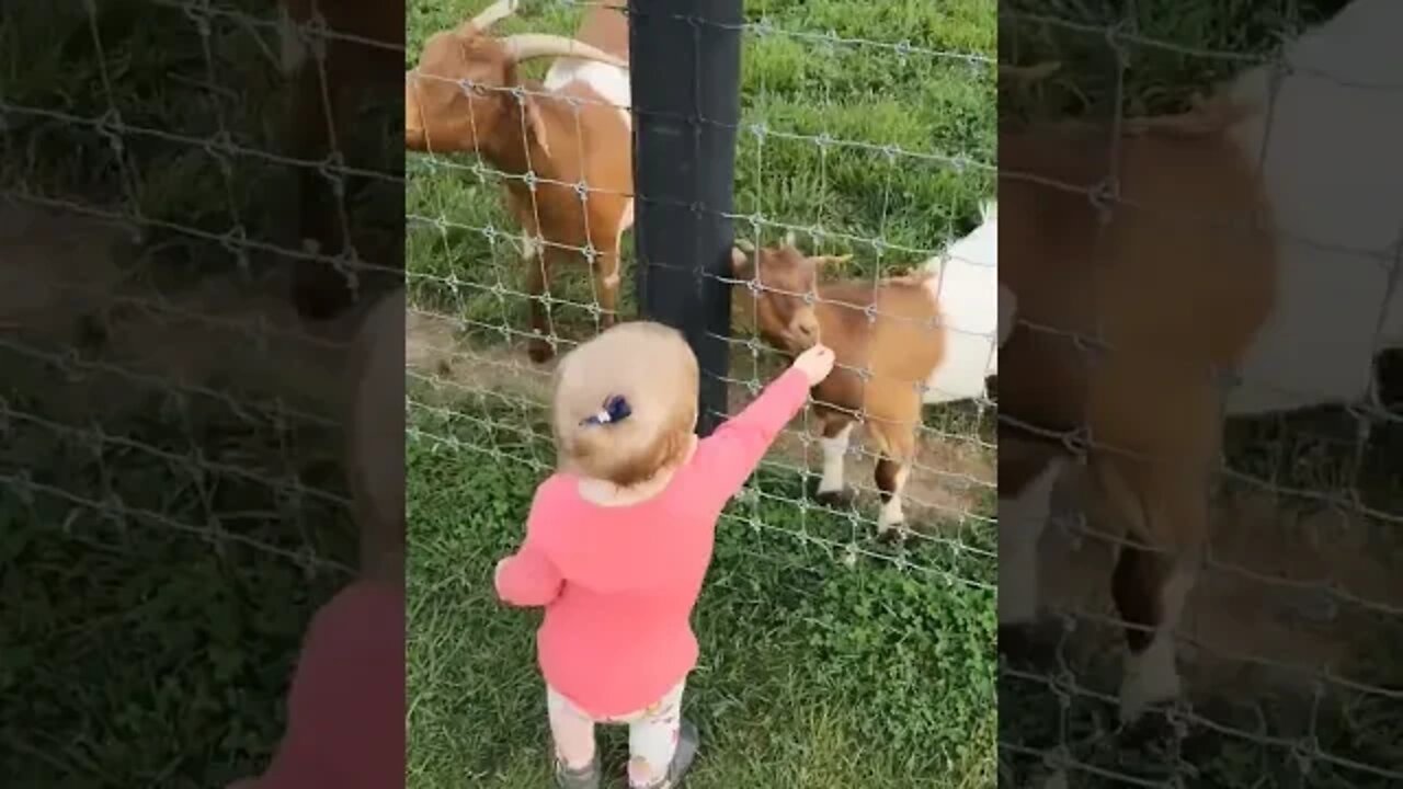 Lots of fun feeding the goats! 🐐🐐#fun#kids#farm#shorts