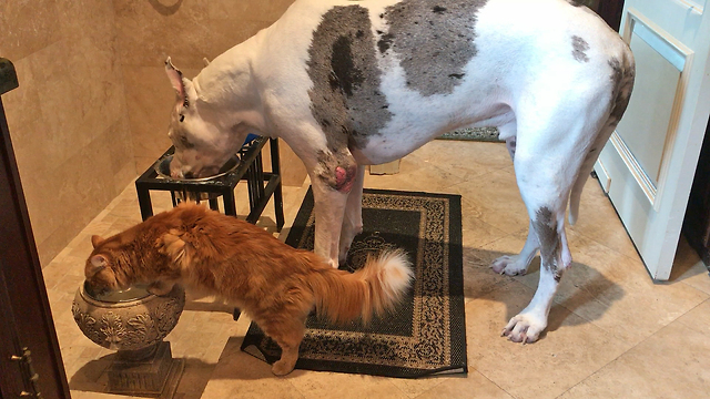 Great Dane and Cat Enjoy a Dinner and a Drink