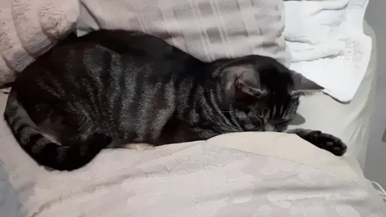 Anubis, our little cat 12 months after he had a cardiac arrest and actually died. Happy and healthy.