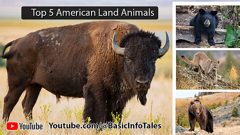 Top 5 American Land Animals – The Icons of North America's Wilderness