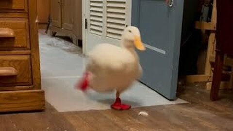 FUNNY DUCK HAVING A BLAST