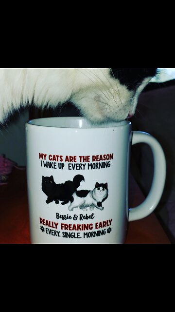 Happy Meowmy's day 😄💖