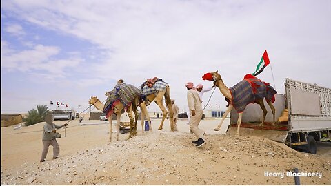 camels offloading, farm and Beauty contest