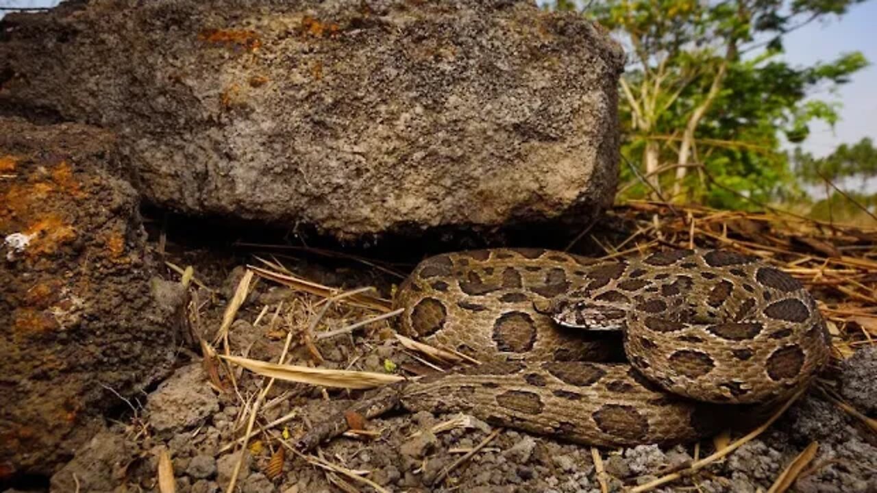 Cobra Catching TV: Dig a cave to catch a Snake Episode 19| How to catch a russell viper