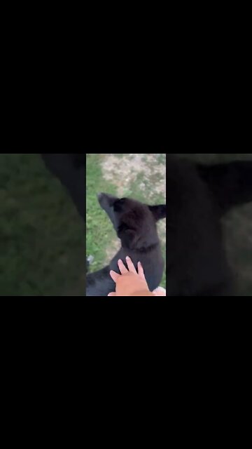 14 Week Old Ragnar Playing In Straw. Barn Loft Clean Up. #shorts #lycanshepherd #farm #iowa